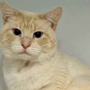 Hunter - sweet, chatty lovebug