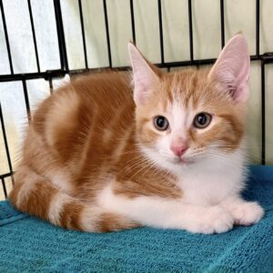 Hash Brown - sweet young kitten looking for love and company