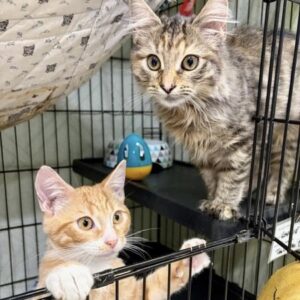 Cookie and Marmalade - adorable lap kittens