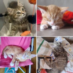 Cookie and Marmalade - adorable lap kittens