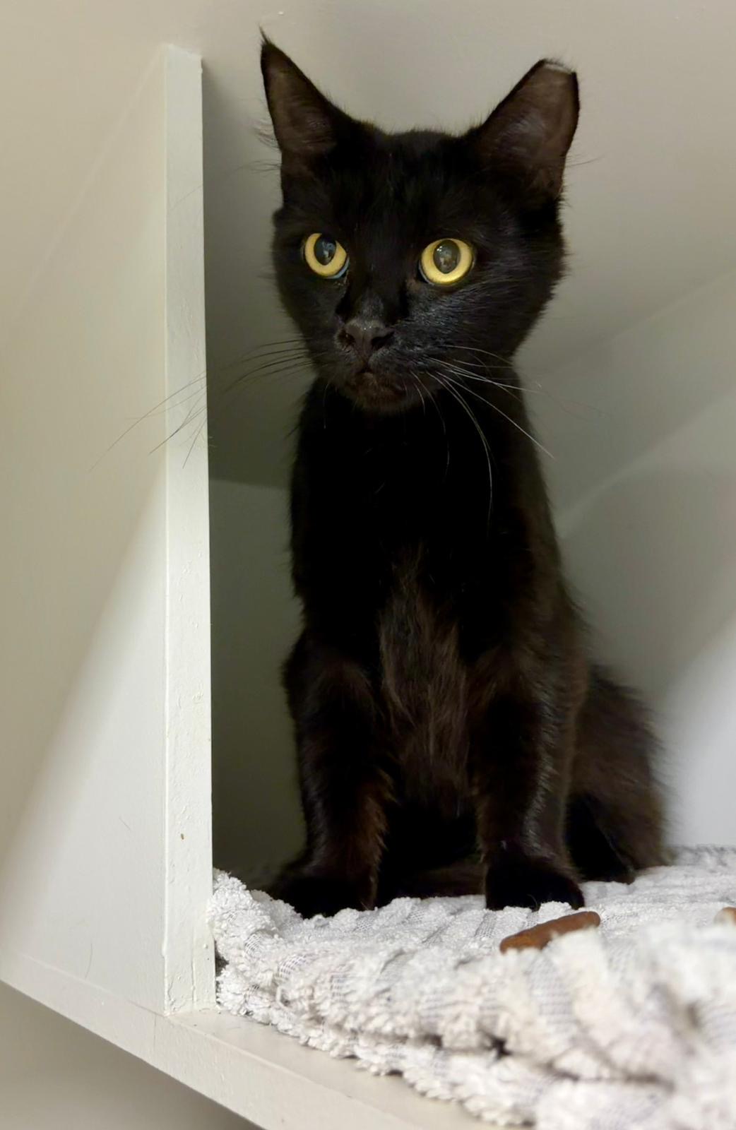 Charlotte - social lap cat - Image 5