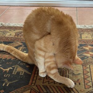 Aslan - yoga anyone?