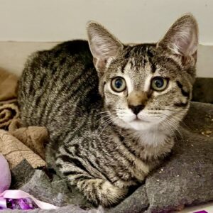 Sybie - lone little survivor