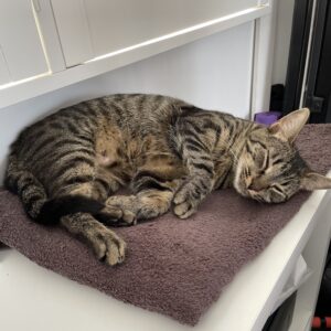 Katelyn - affectionate and independent young Mum