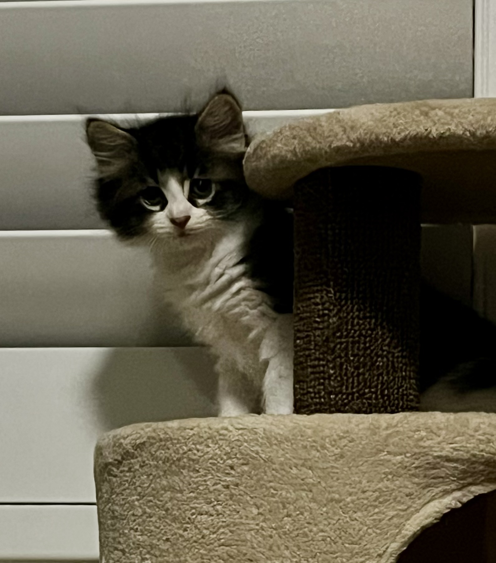 Stan - all purrs and kisses - Image 3