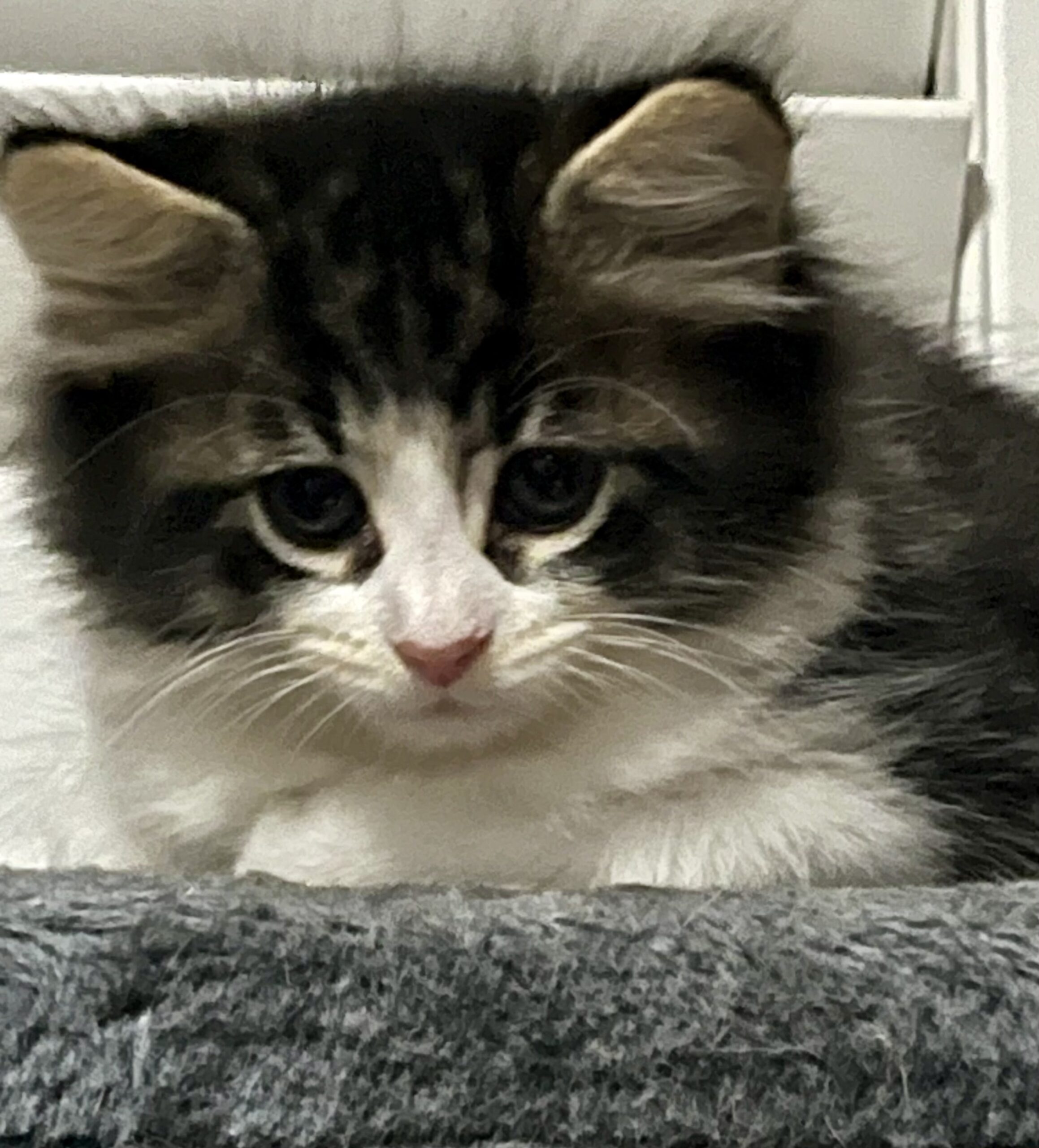 Stan - all purrs and kisses - Image 2