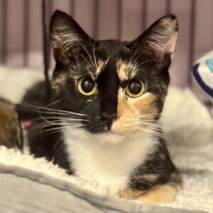 Blossom - a gentle soul ready to bloom