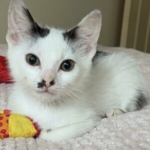 Owen - a little survivor with a big heart