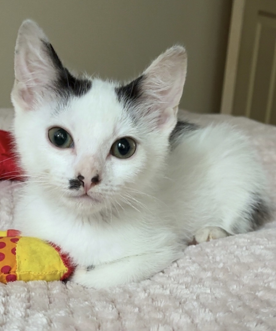 Owen - a little survivor with a big heart