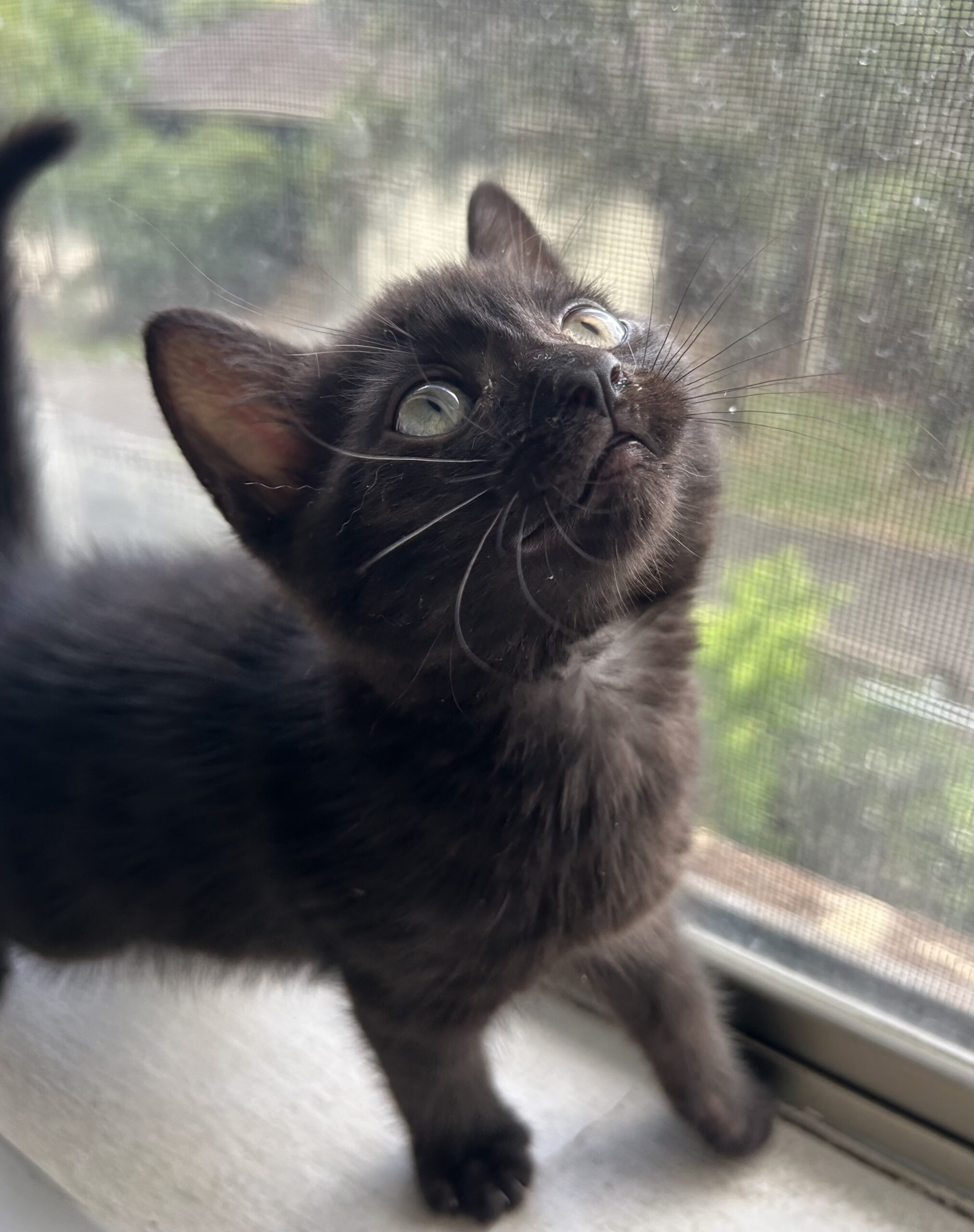 Nebula - playful, chatty and full of cuddles - Image 2