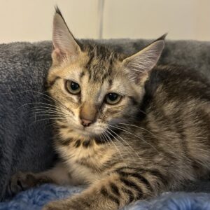 Andromeda - timid kitten with a big purr