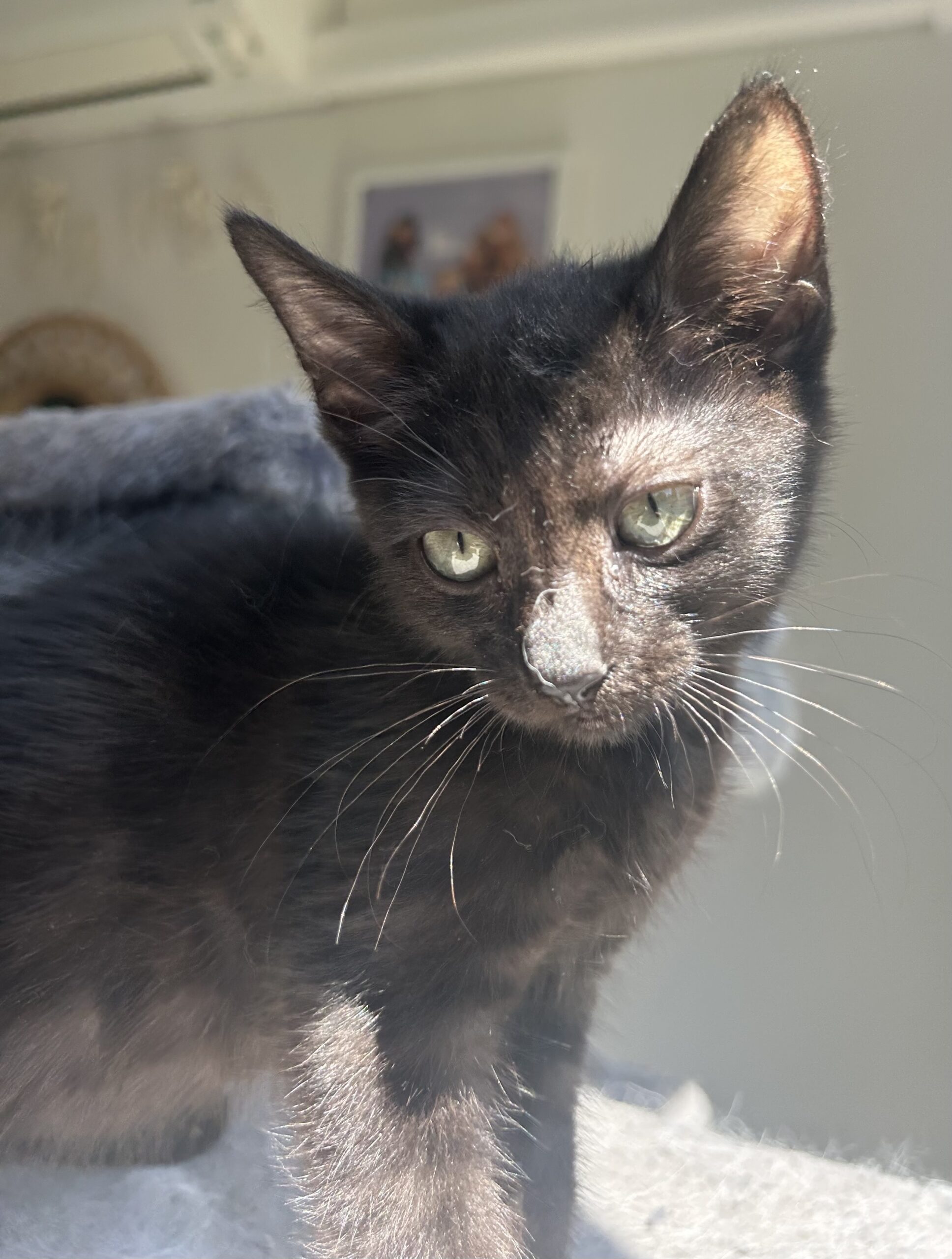 Nebula - playful, chatty and full of cuddles