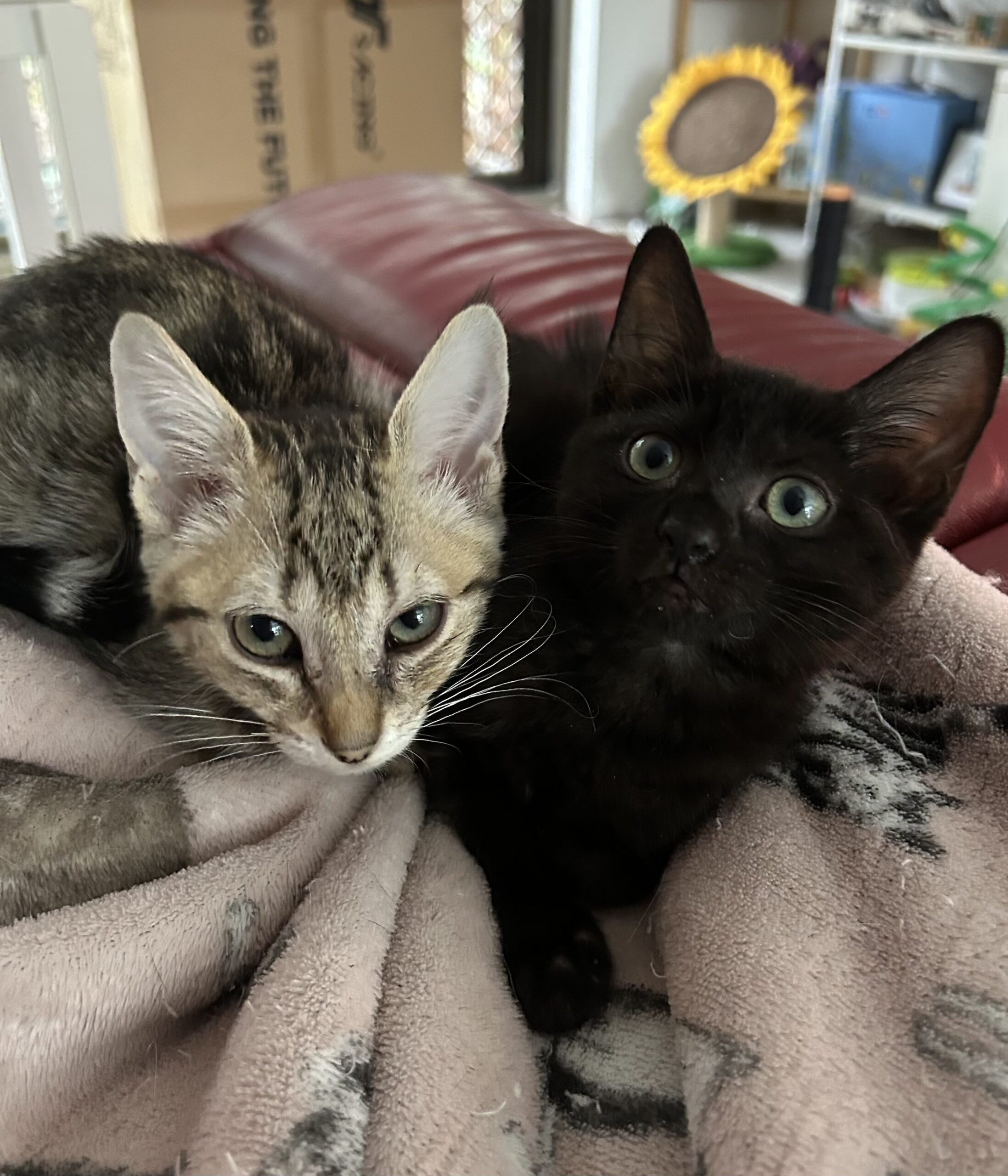 Nebula - playful, chatty and full of cuddles - Image 4