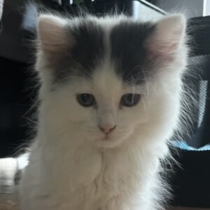 Gatsby - gentle lap kitten