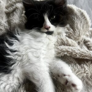 Sherlock - cheeky, playful and cuddly kitten