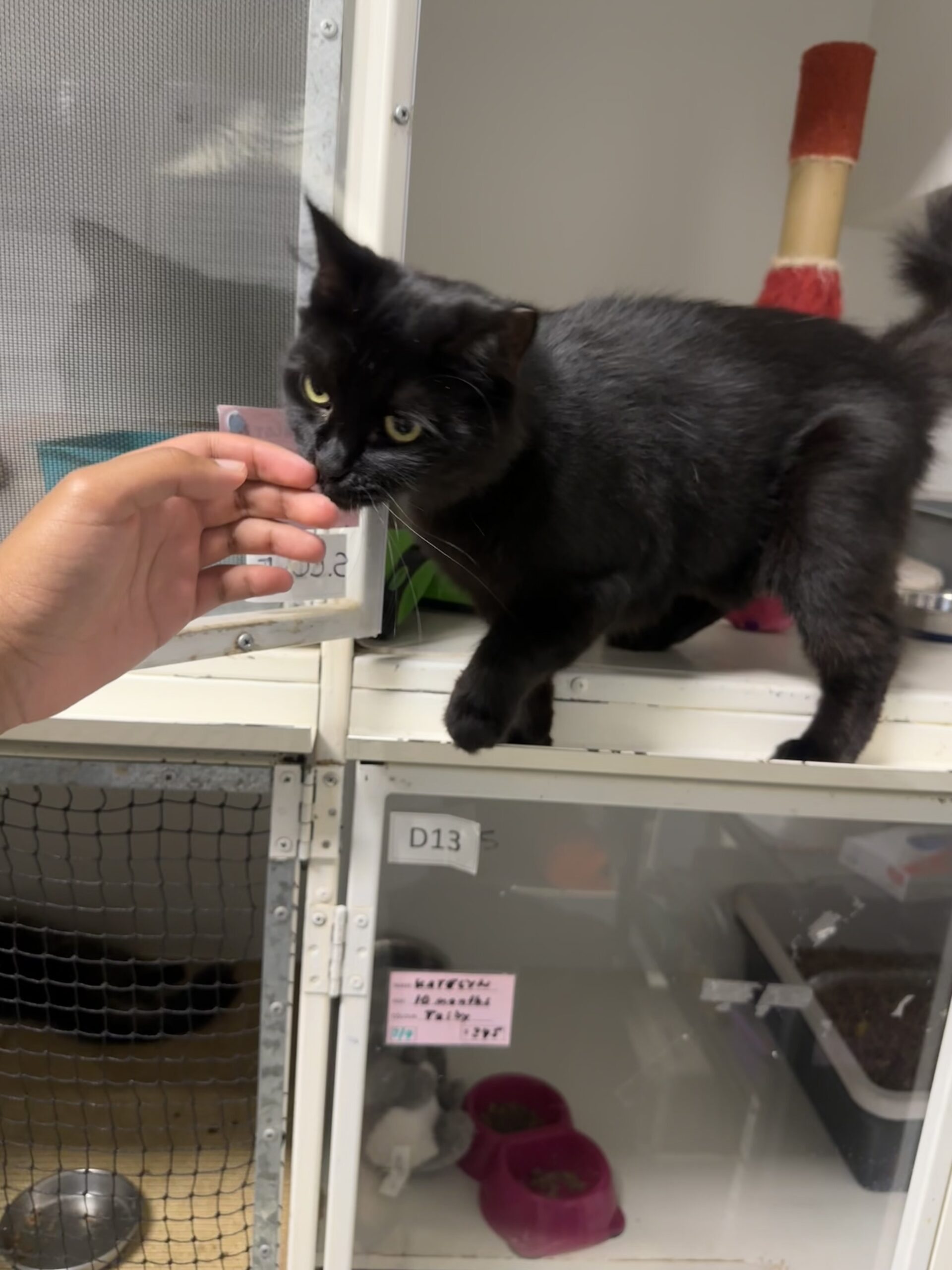 Charlotte - social lap cat - Image 3