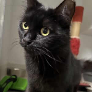 Charlotte - social lap cat