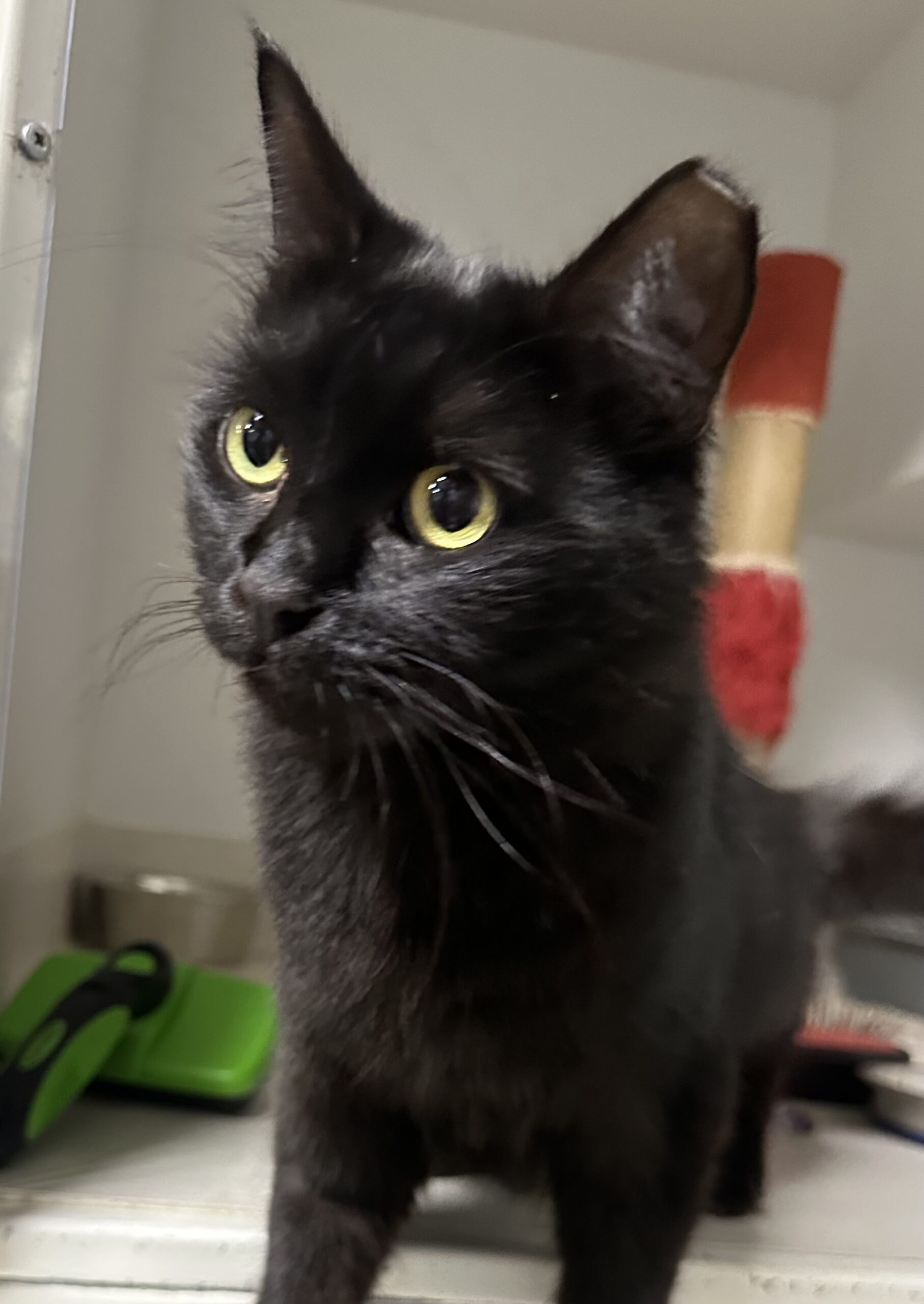 Charlotte - social lap cat