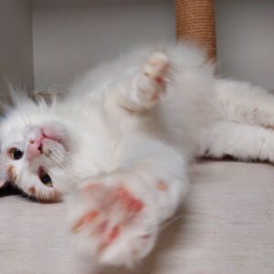 Kitty - shy, gentle girl