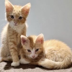 Copper and Flame - playful, loving and perfect together