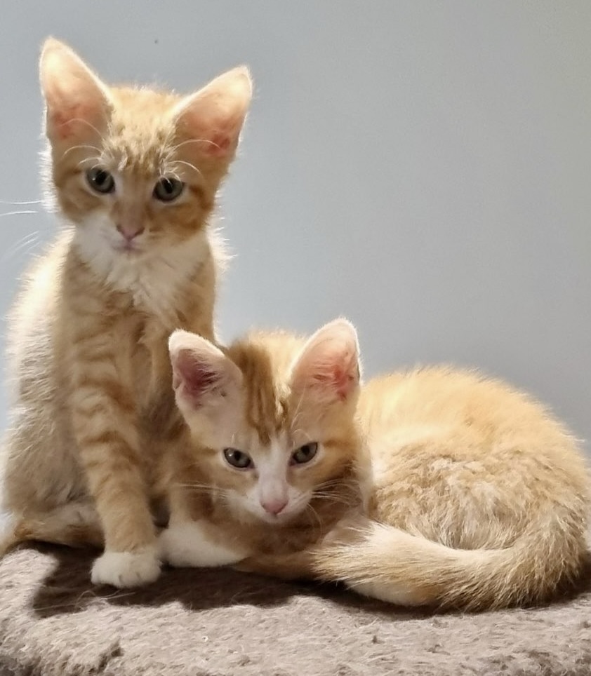 Copper and Flame - playful, loving and perfect together