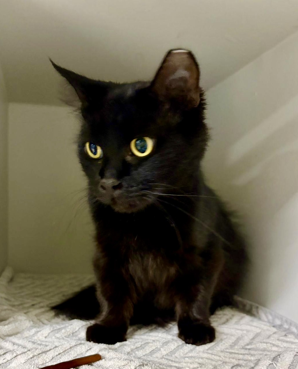 Charlotte - social lap cat - Image 4