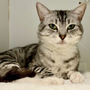 Wolfgang - professional flirt and full-time heart breaker