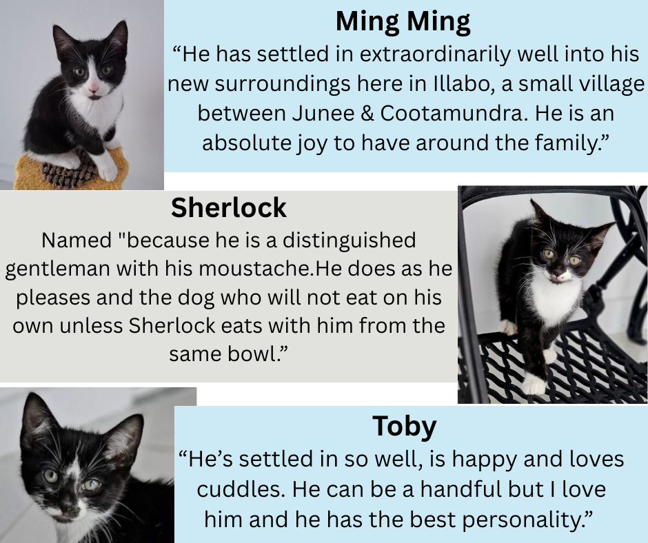 ๐๐๐ฉ๐ฉ๐ฒ ๐๐๐ข๐ฅ๐ฌ – ๐ค๐ข๐ญ๐ญ๐๐ง๐ฌ ๐๐๐จ๐ฉ๐ญ๐๐ ๐จ๐ฏ๐๐ซ ๐ ๐ฒ๐๐๐ซ ๐๐ ๐จ…