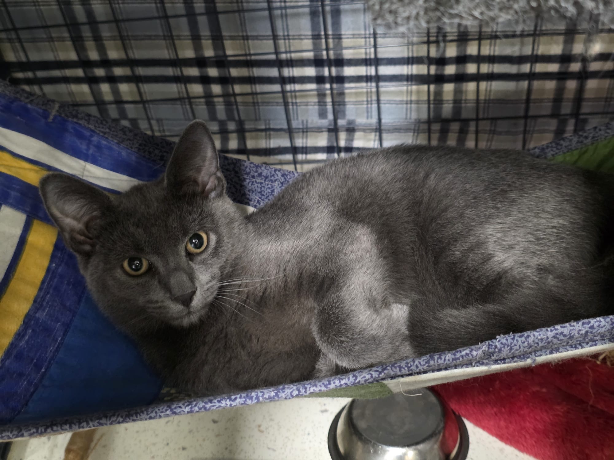 Grayson - brave little boy - Image 2