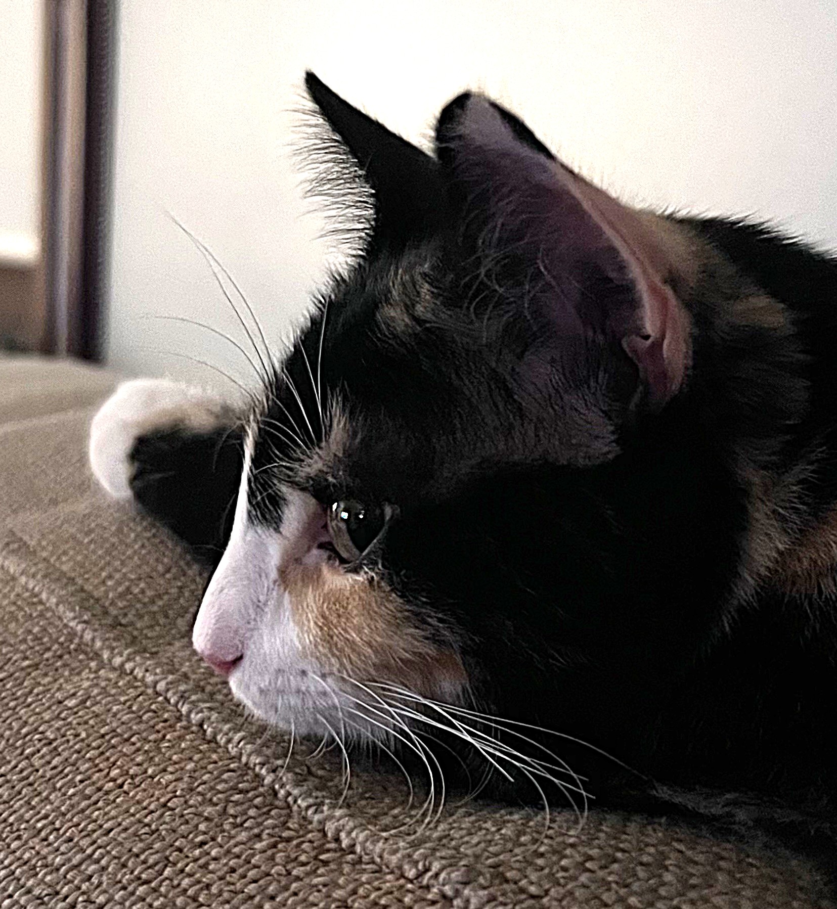 ๐๐๐ฉ๐ฉ๐ฒ ๐ญ๐๐ข๐ฅ๐ฌ – ๐๐จ๐ฉ๐ฉ๐ฒ – ๐ฌ๐ฐ๐ข๐ญ๐๐ก ๐ญ๐ก๐ ๐๐ ๐ฎ๐ฉ!