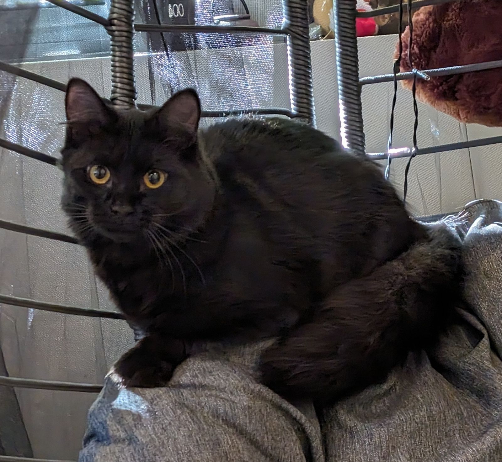 ๐๐๐ฉ๐ฉ๐ฒ ๐๐๐ข๐ฅ๐ฌ – our Ricky – ๐ซ๐๐ง๐๐ฆ๐๐ ๐๐๐ฅ๐๐ฎ๐ซ ๐ญ๐ก๐ ๐๐จ๐ซ๐ฌ๐ ๐ ๐จ๐