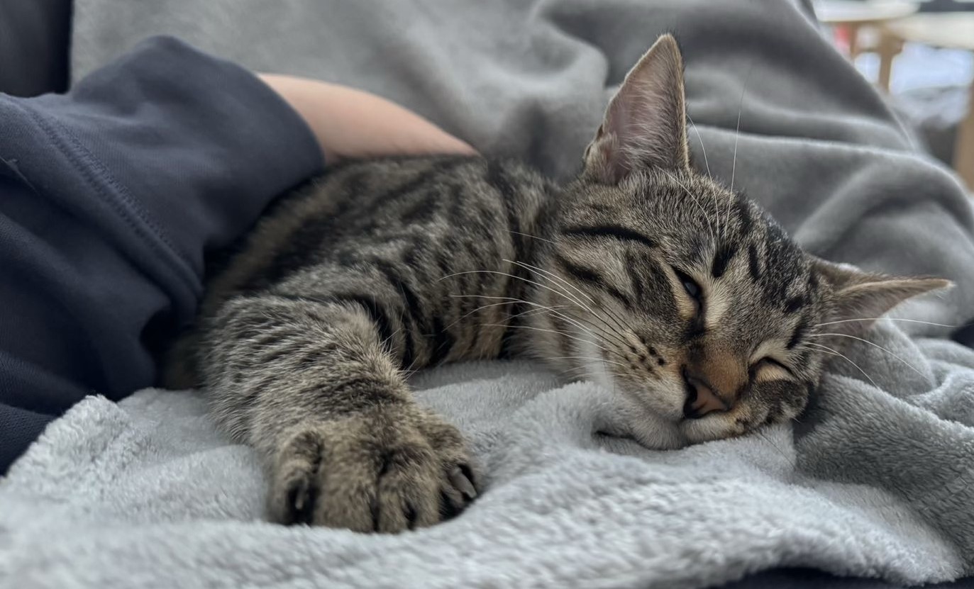 ๐๐๐ฉ๐ฉ๐ฒ ๐๐๐ข๐ฅ๐ฌ -๐๐จ๐ฉ๐๐จ๐ซ๐ง (๐จ๐ฎ๐ซ ๐๐ฑ๐๐ฅ) – ๐๐ง ๐๐ง๐๐ซ๐ ๐๐ญ๐ข๐ ๐๐จ๐ฒ…