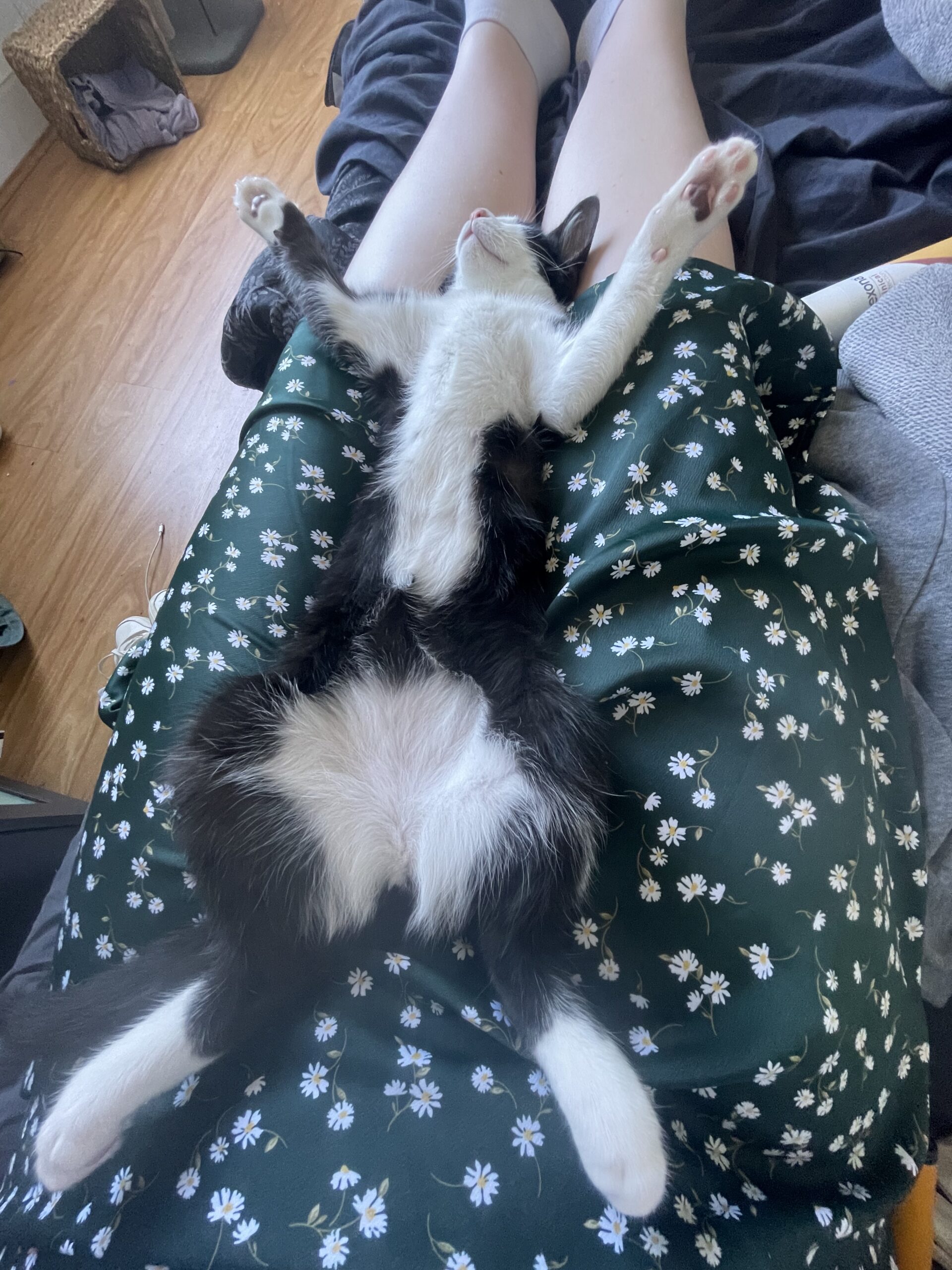 ๐๐๐ฉ๐ฉ๐ฒ ๐๐๐ข๐ฅ๐ฌ – ๐๐ฏ๐ฒ (๐จ๐ฎ๐ซ ๐๐จ๐ฌ๐ข๐) – ๐ฅ๐๐๐ซ๐ง๐ข๐ง๐ ๐ก๐จ๐ฐ ๐ญ๐จ ๐ฃ๐ฎ๐๐ ๐ ๐ฌ๐ฉ๐๐๐๐ฌ