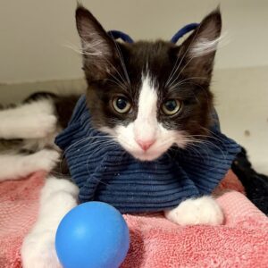 Paulina - fluffy black and white kitten