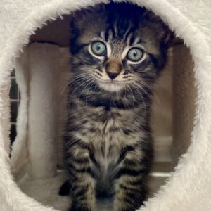 Sabo - shy at first, loving for life