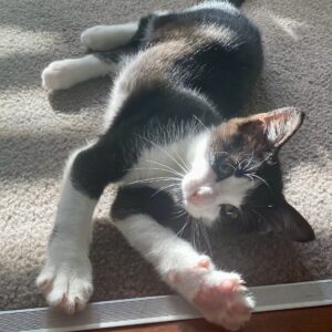 Luffy - curious and cuddly kitten