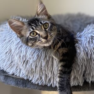 Sabo - fluffy little purr machine