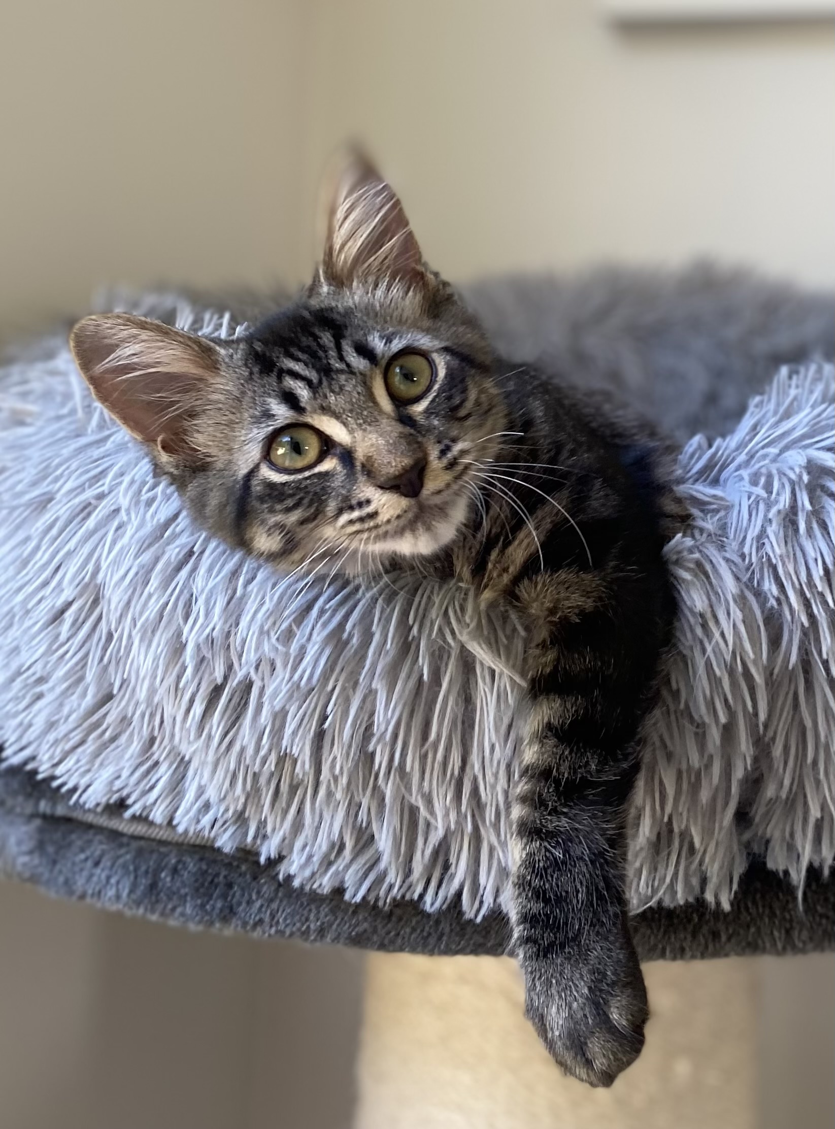 Sabo - fluffy little purr machine