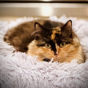 Greta - quiet girl with a big heart