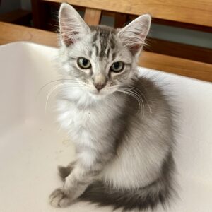 Bam Bam - fluffy lap kitten