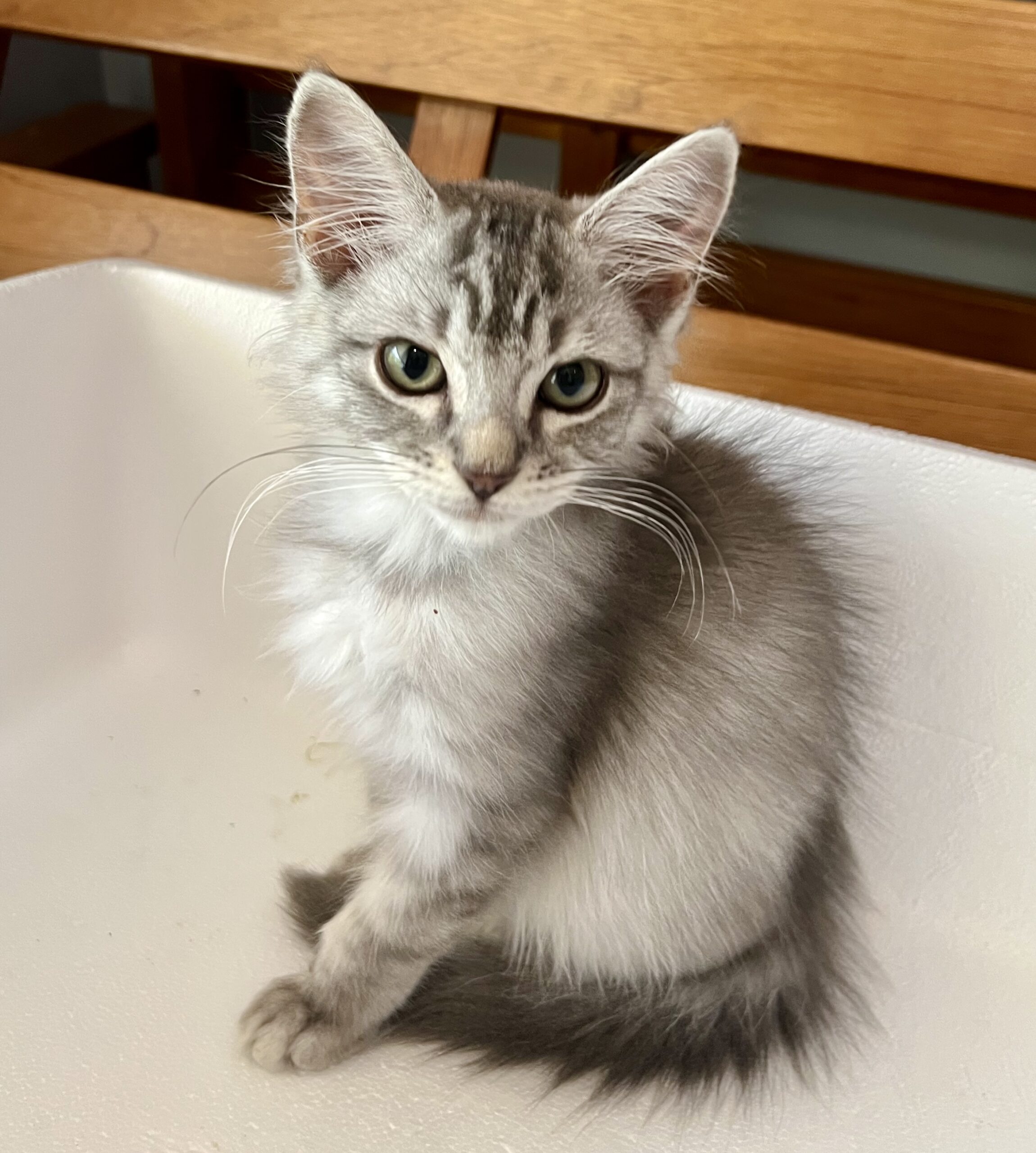 Bam Bam - fluffy lap kitten