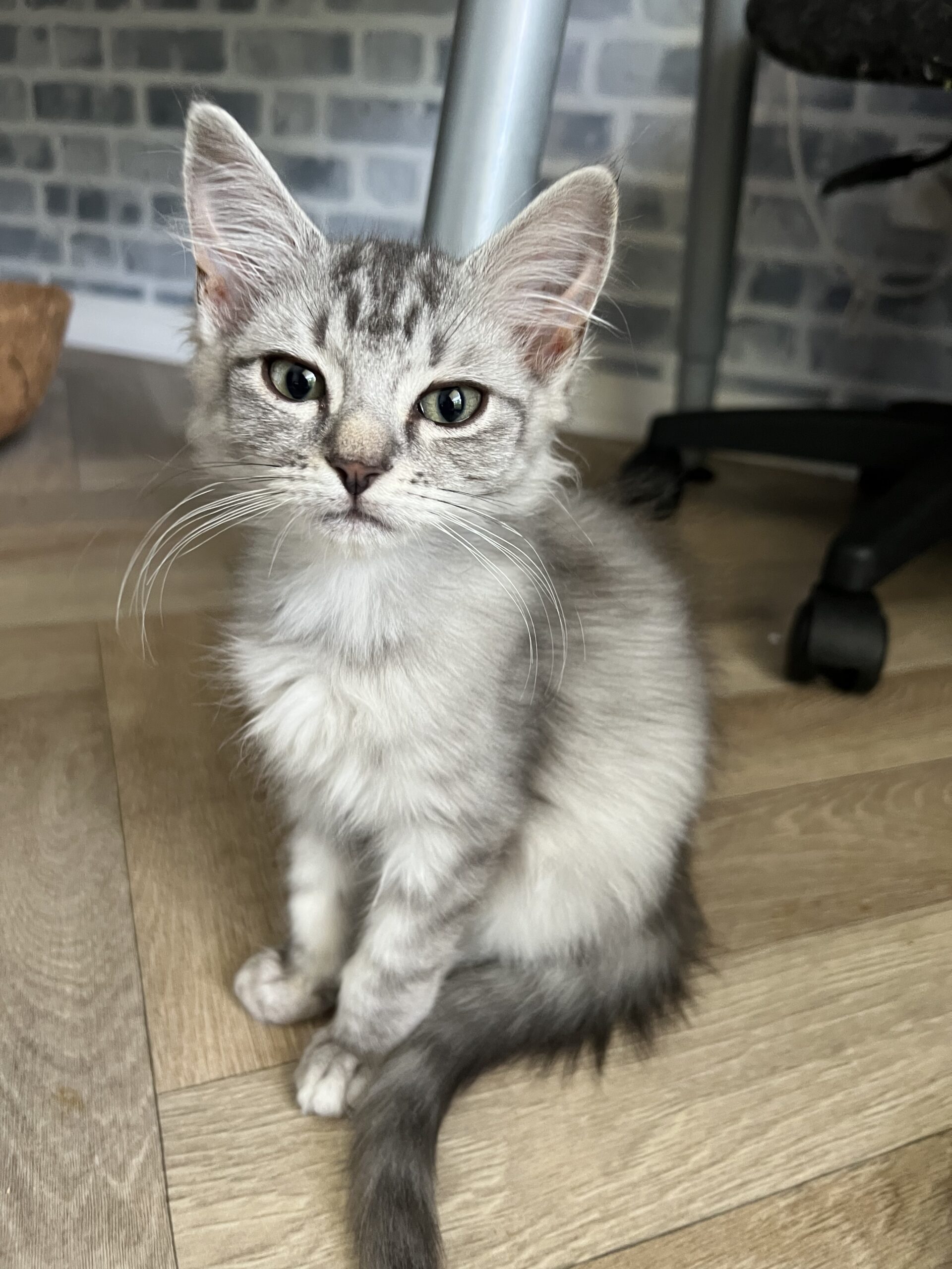 Bam Bam - fluffy lap kitten - Image 3