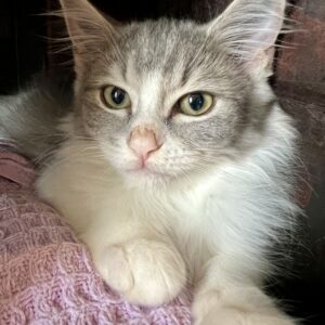 Sabre - give him time, he'll give you his heart