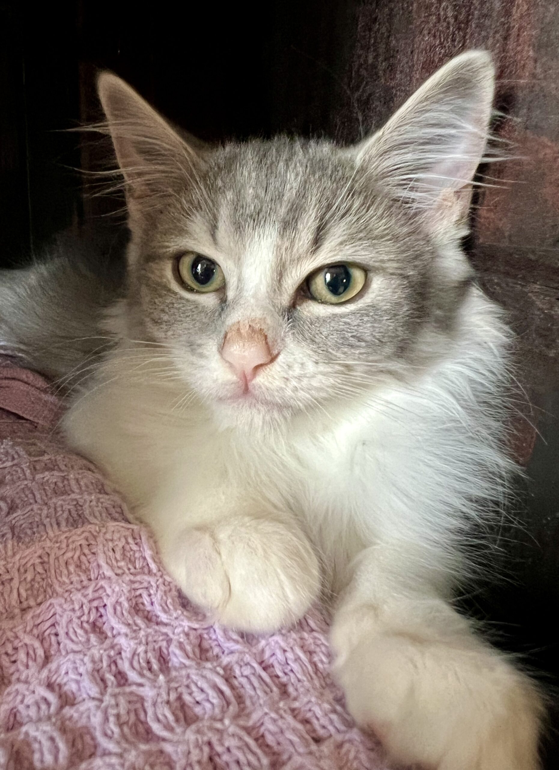 Sabre - give him time, he'll give you his heart