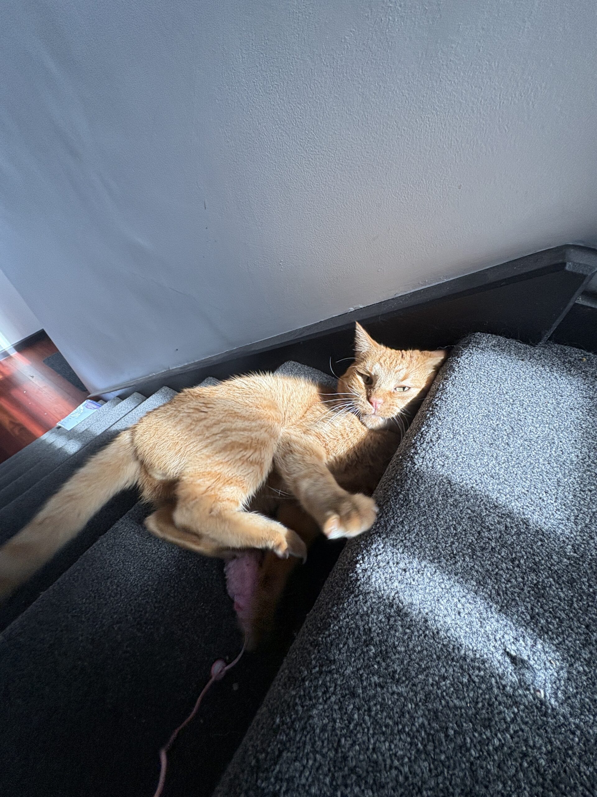 Eli - your loyal little shadow - Image 3