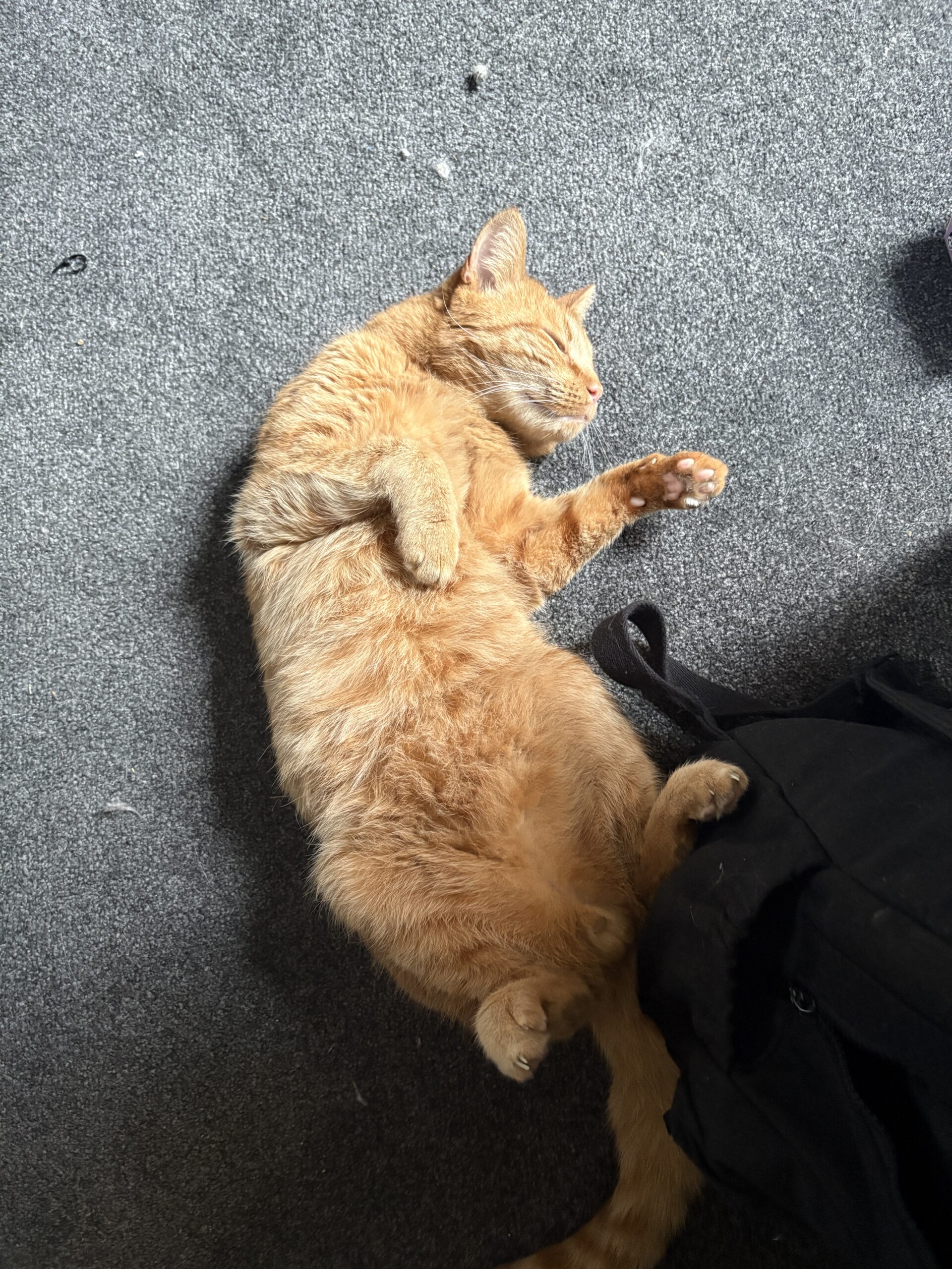 Eli - your loyal little shadow - Image 2