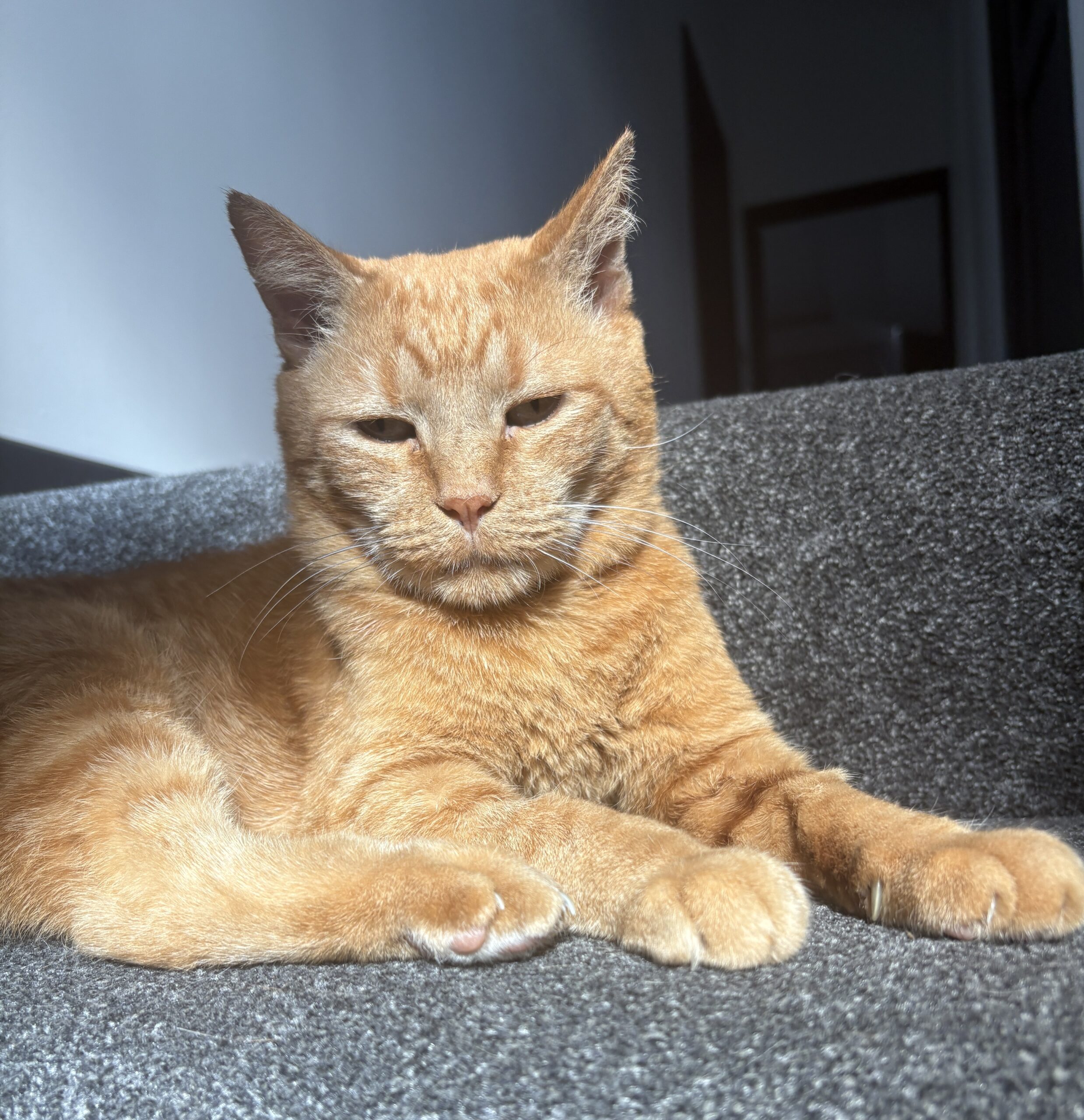 Eli - your loyal little shadow - Image 4