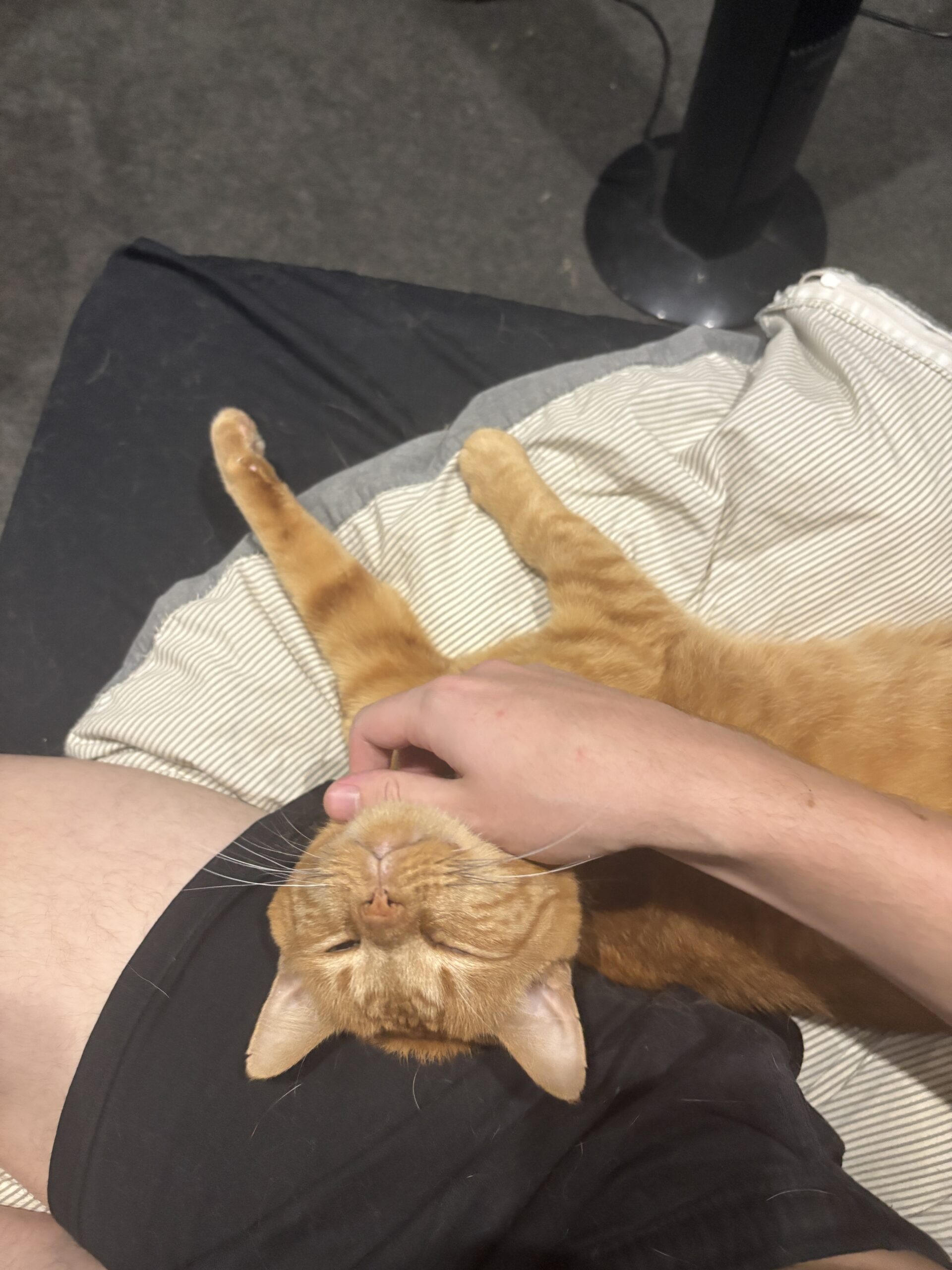 Eli - your loyal little shadow - Image 5