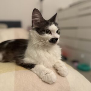 Frittata - sweet and affectionate companion