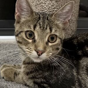 Minette - social and easygoing kitten
